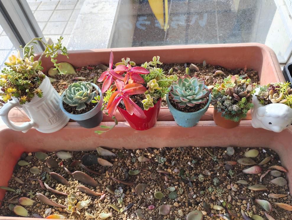 今日の多肉植物