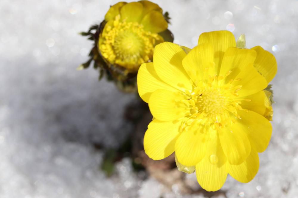 福寿草（釜渡戸）