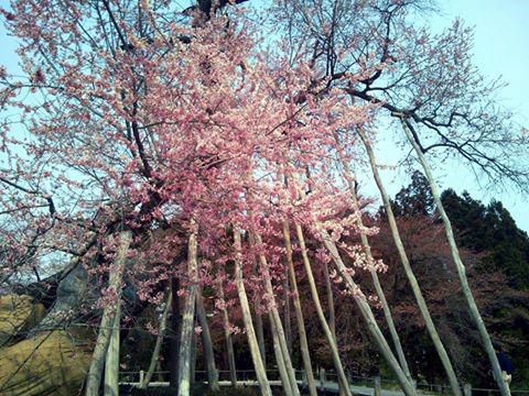 久保桜