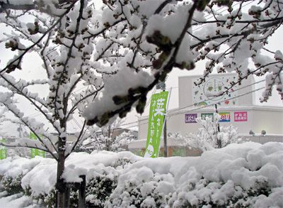 思いがけない春の大雪！