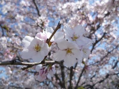 桜が咲いた菜なポート
