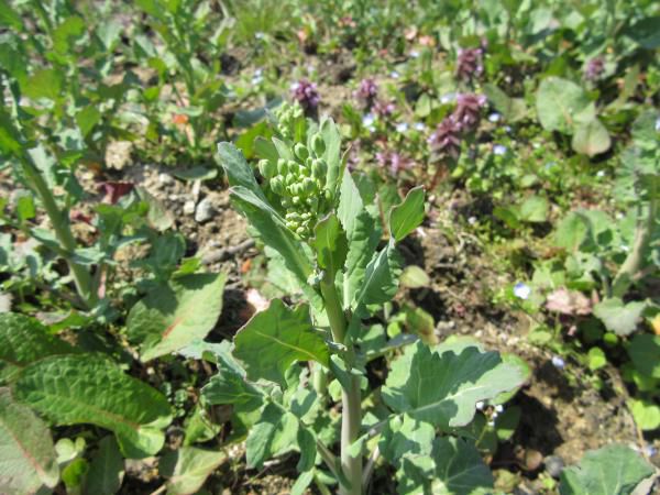 ■菜の花（くきたち）食べてみておごやい