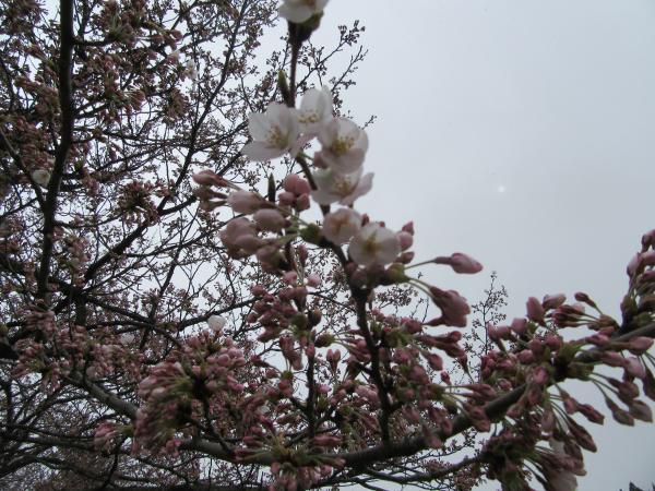 ■西根桜 開花情報