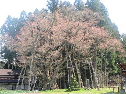 ■草岡 大明神桜の開花情報　4/12　