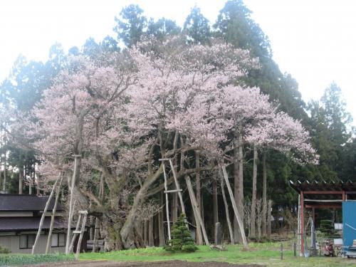 草岡　大明神桜の開花情報　4/15