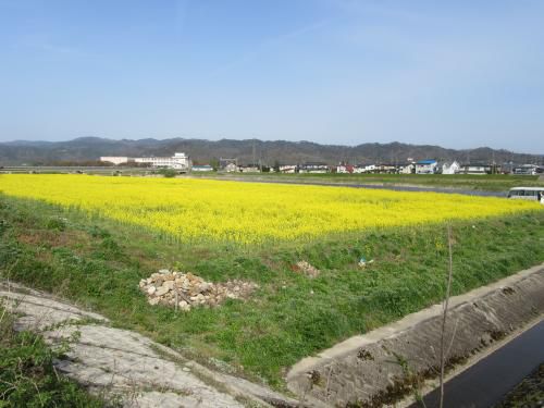 ■谷地橋の菜の花見ごろです！