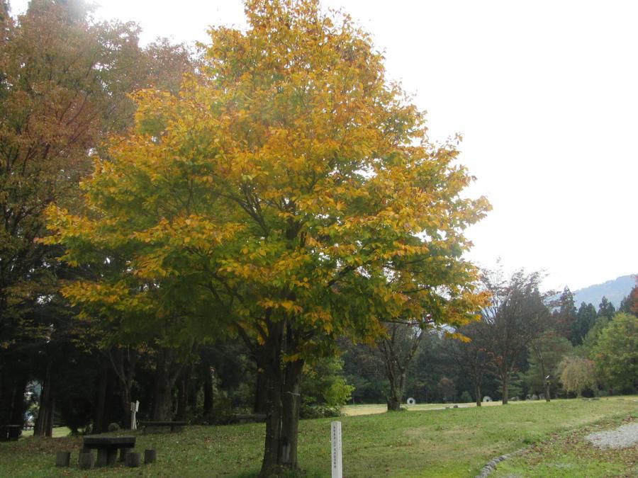 紅葉も見ごろを迎えておりますよ