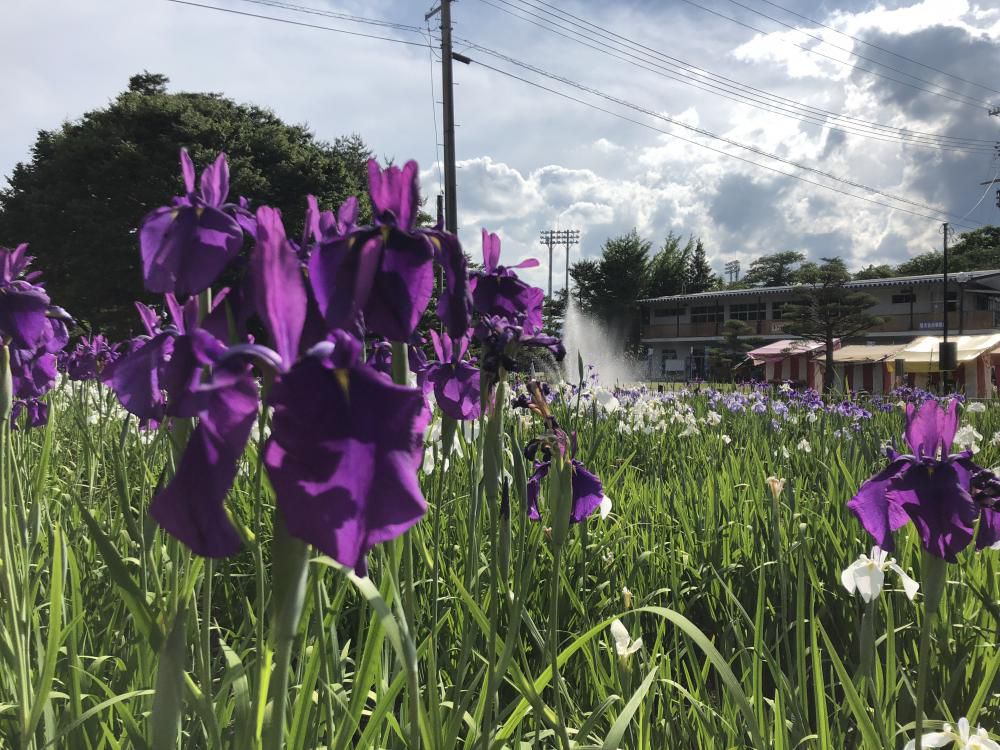 花とデザイン