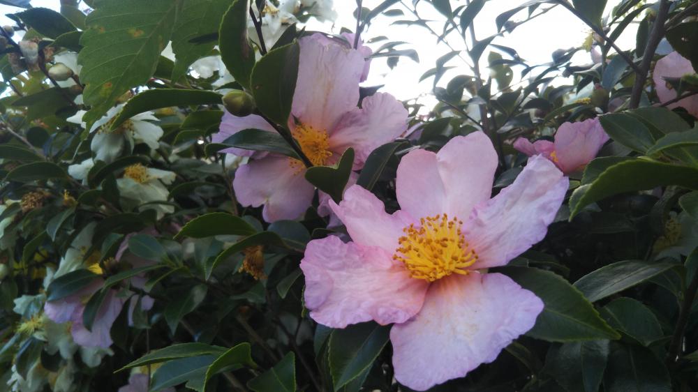 これは山茶花～ピンクと白が咲いてます