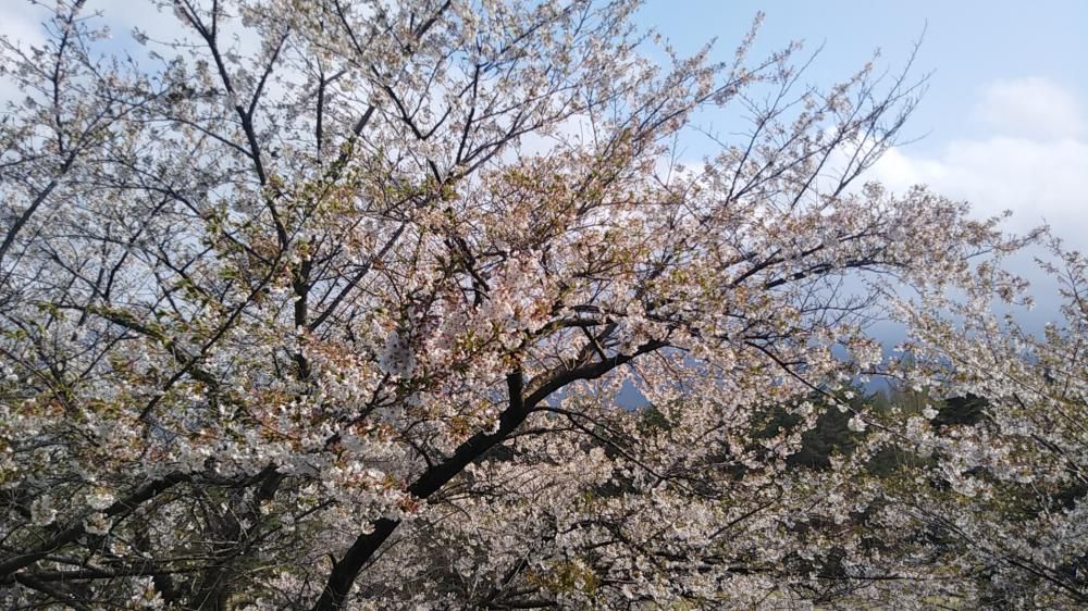 桜を追いかけて