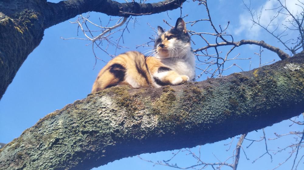 お散歩の途中に猫さん、桜の木に登り見降ろされる（笑）