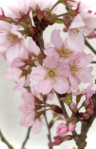 啓翁桜の出荷