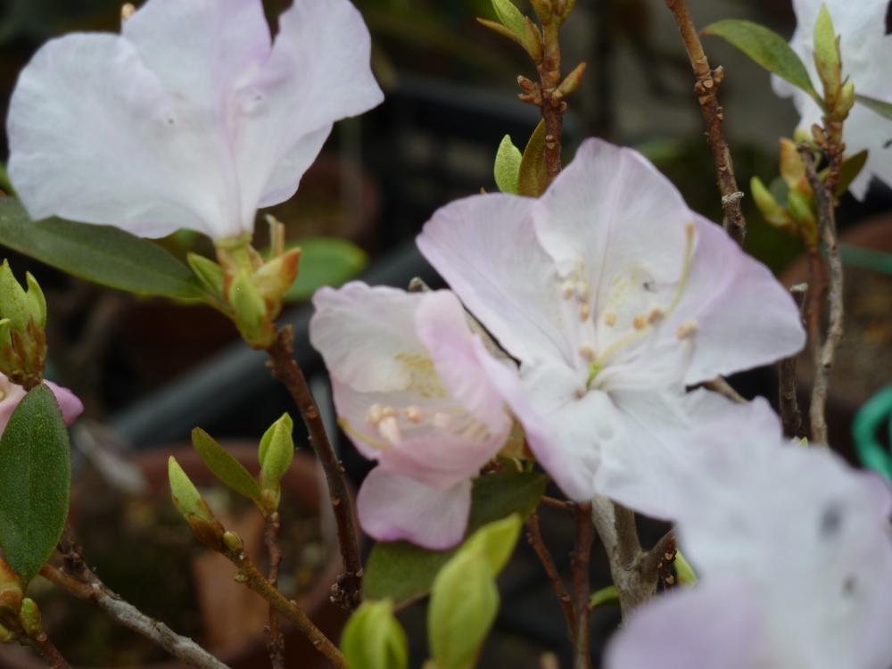 長井市で最も早く咲く（？）といわれる桜