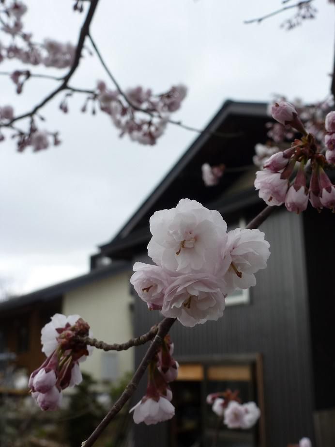 長井市で最も早く咲く（？）といわれる桜