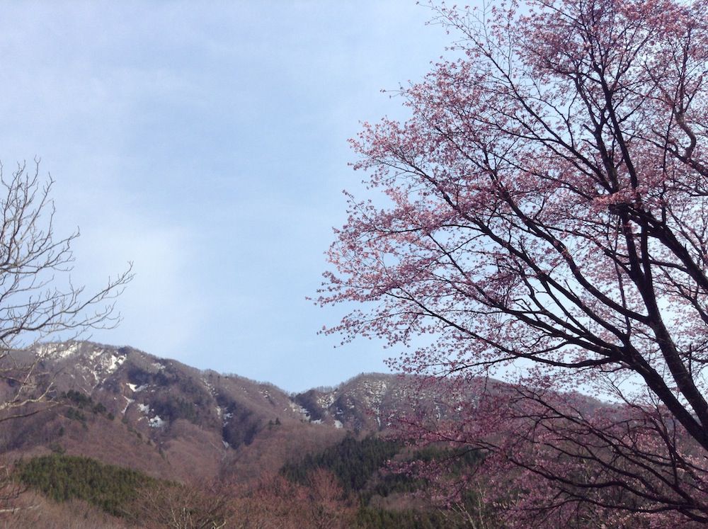 残雪と大山桜