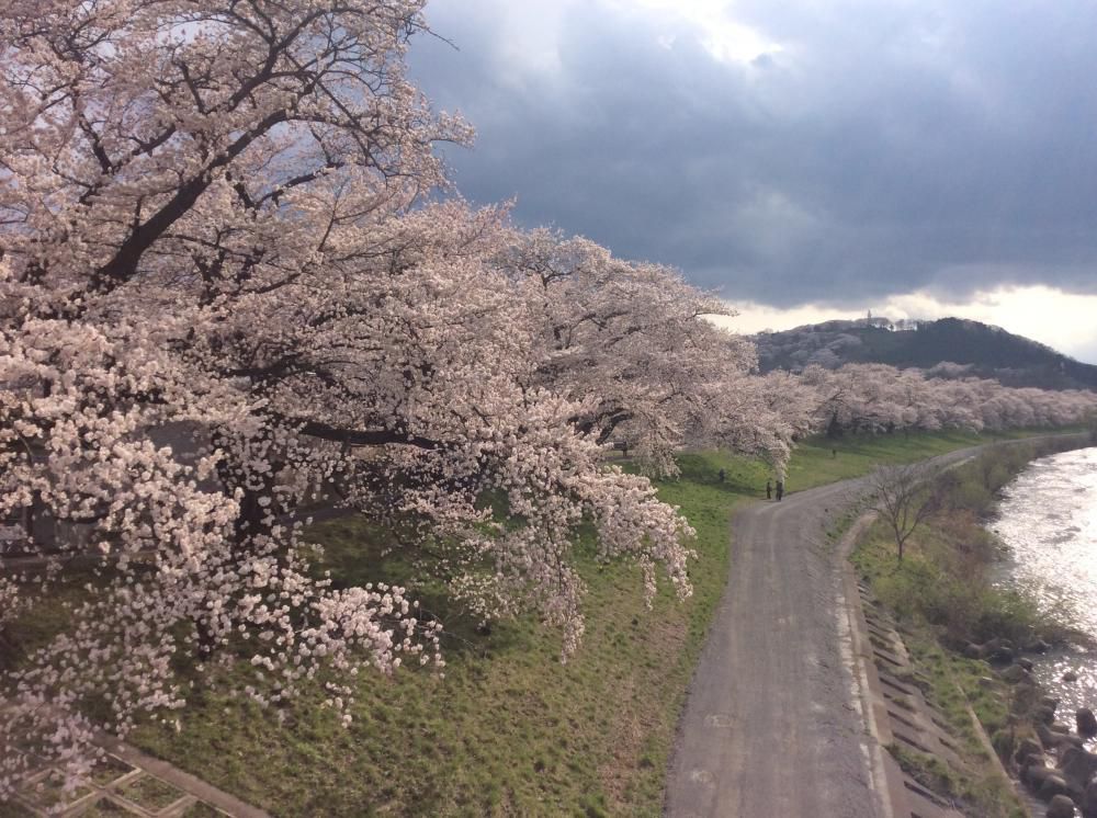 満開満喫！　宮城　大河原　千本桜。