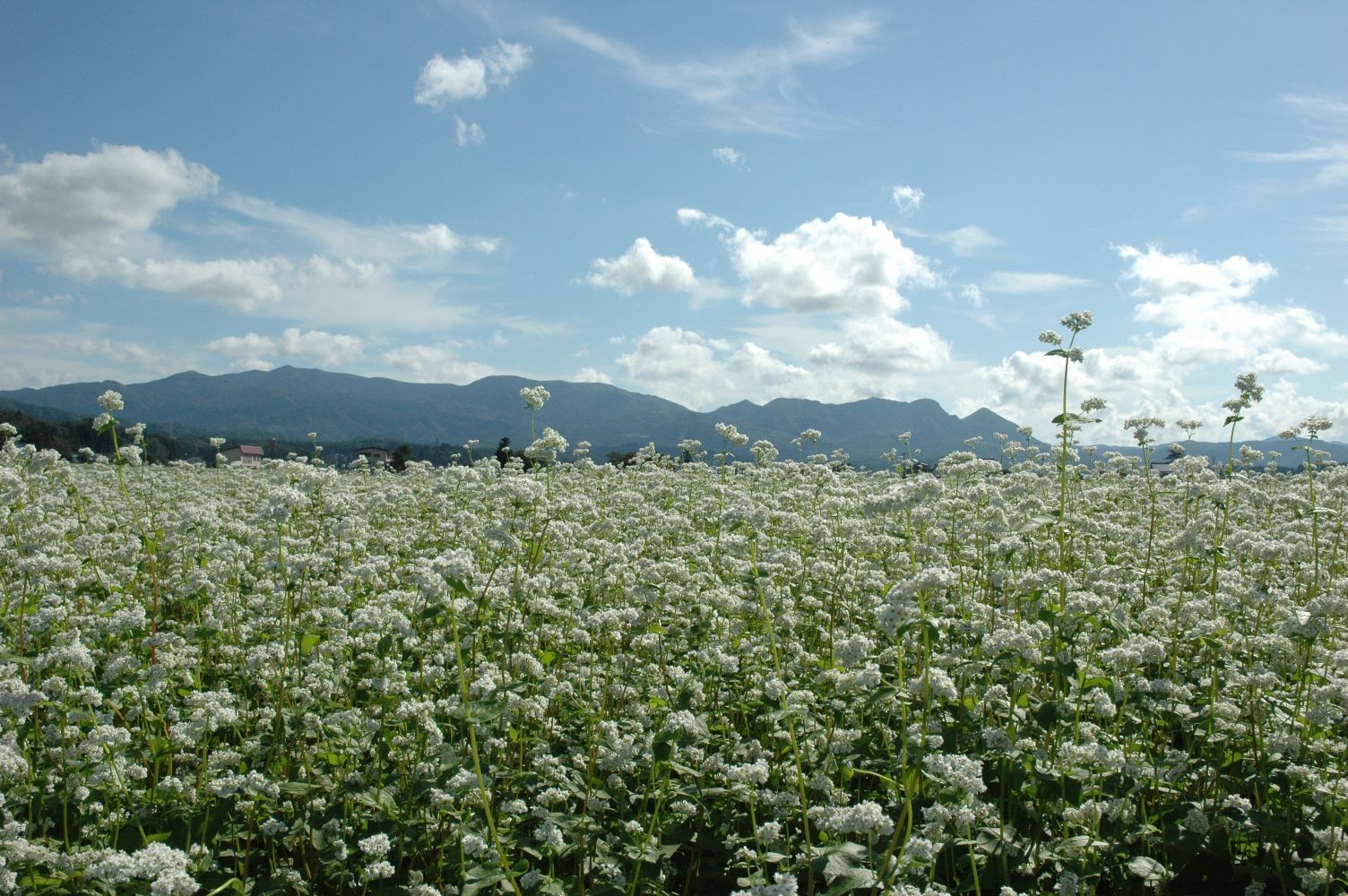 尾花沢市の満開の蕎麦の花