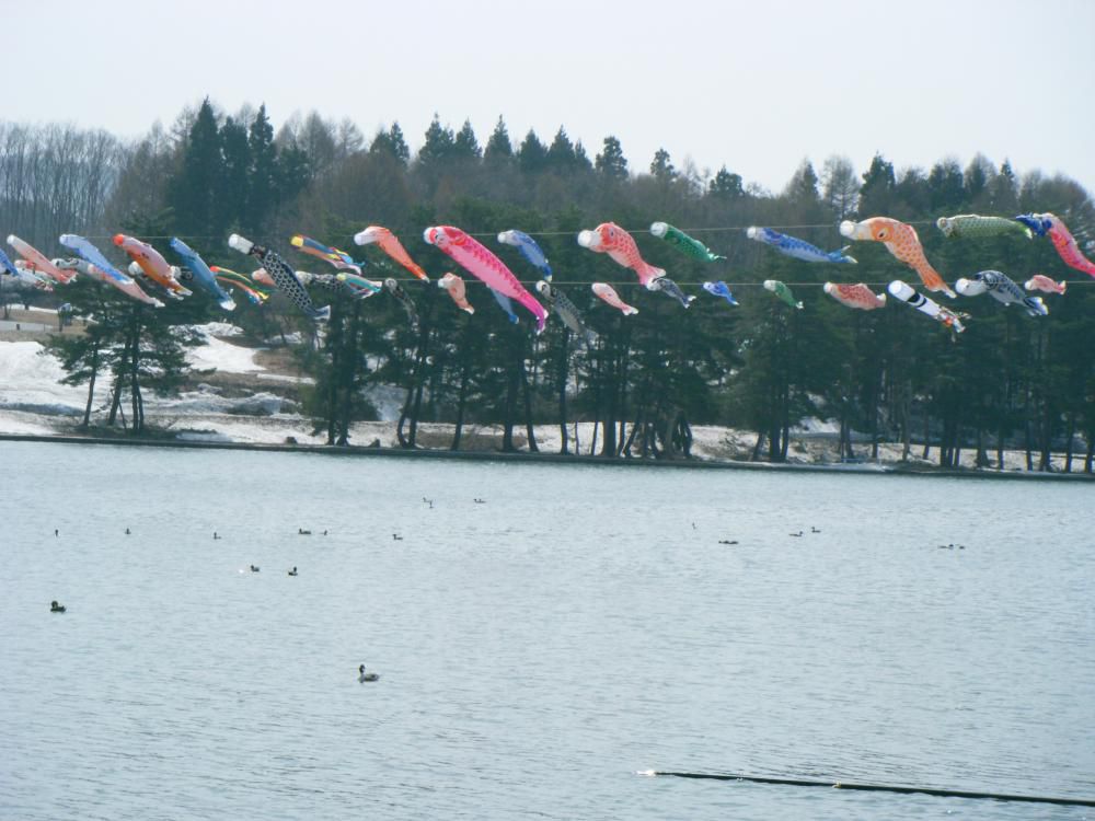 尾花沢市「徳良湖」に沢山の鯉のぼりが泳ぎます