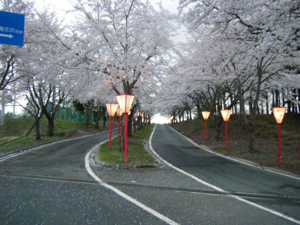尾花沢市徳良湖間もなく桜満開です