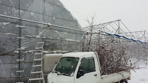 温室ハウス内の佐藤錦を結実させるため