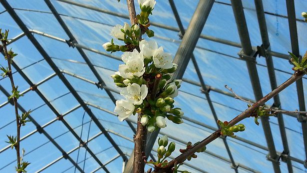 温室１号園のさくらんぼの花が咲きました