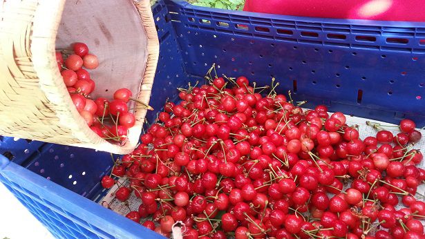 「紅さやか」初収穫