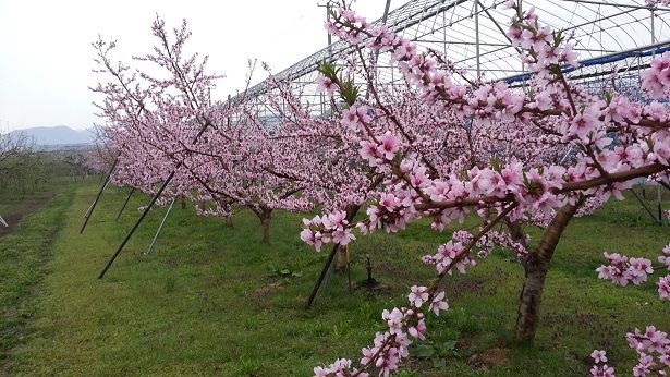 ピンクの花