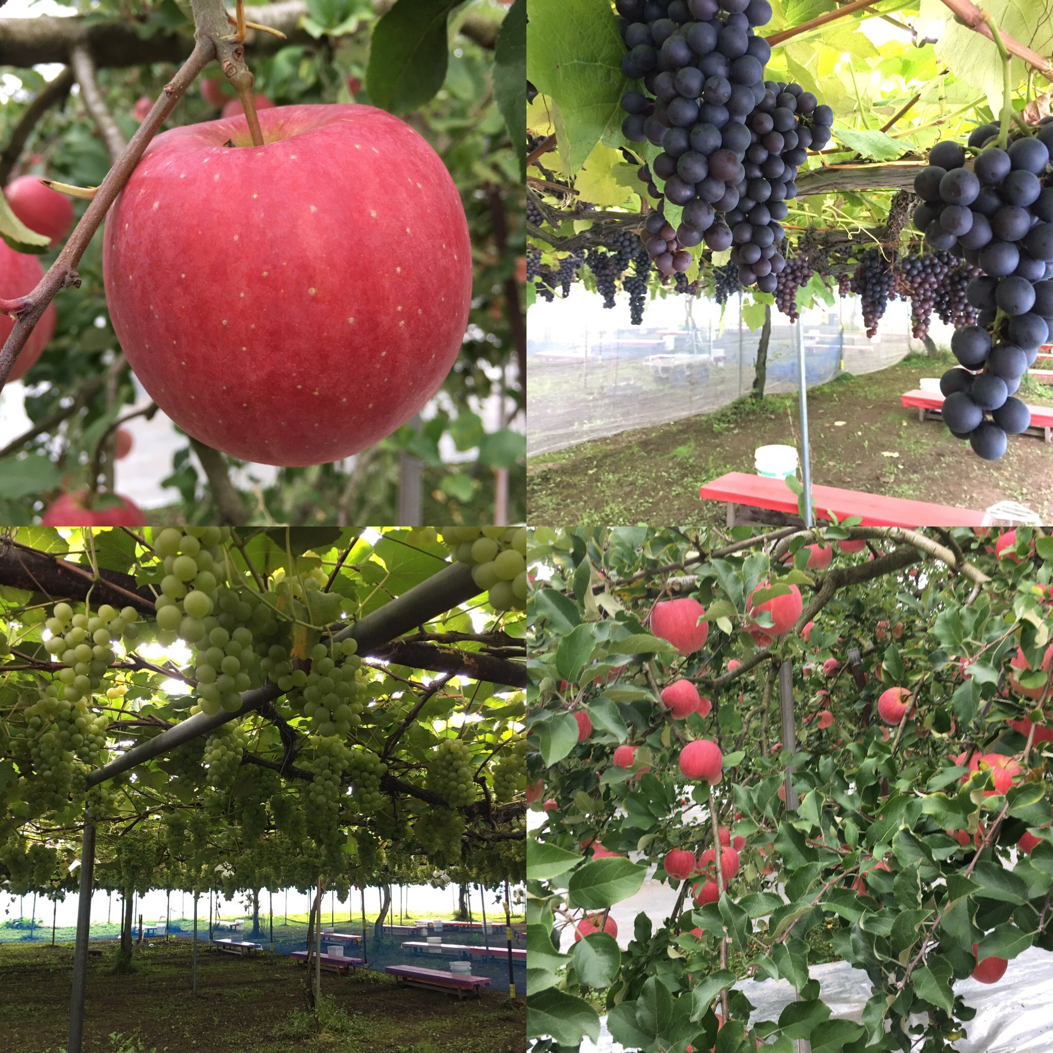 ぶどう狩りとりんご狩りをお楽しみいただけます!