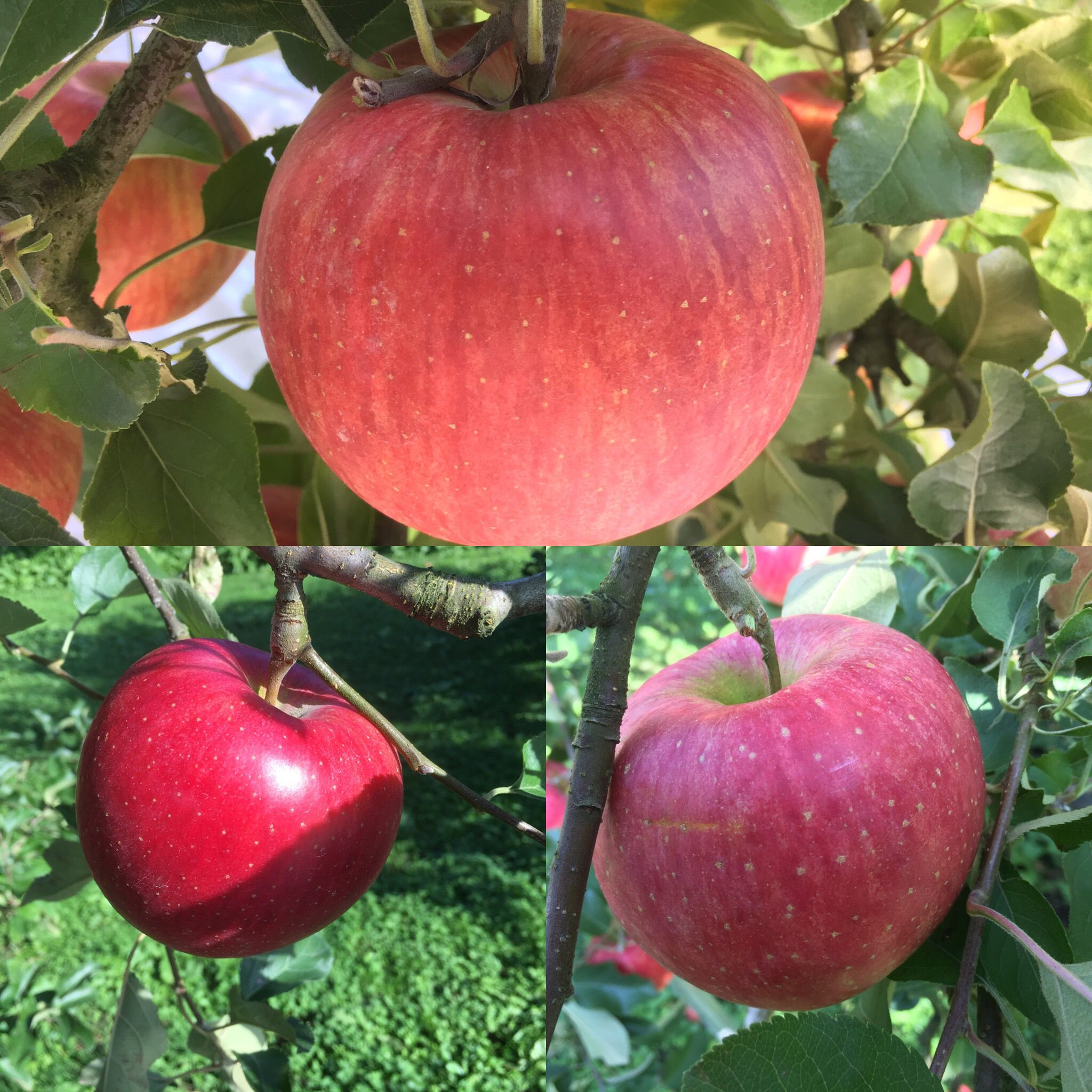 りんご狩りができます!