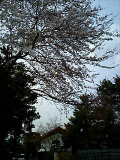 「吉亭」駐車場の桜開花