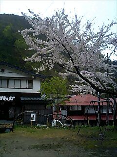 白布温泉の桜が満開です。