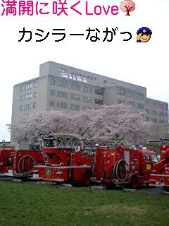 春の消防演習は桜満開！