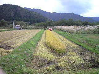 【収穫情報】稲刈り完了！新米GO！！