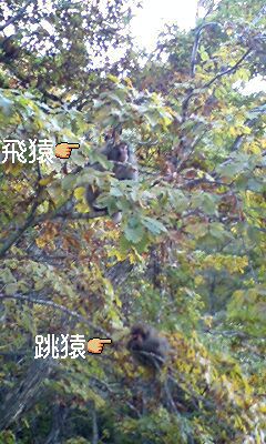【秘湯♪野猿情報】木に生った猿
