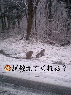 【秘湯♪初雪情報】道沿いの猿より警告？！