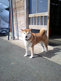 宗川旅館の犬