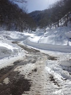 新高湯温泉道路は、まだ雪道です。