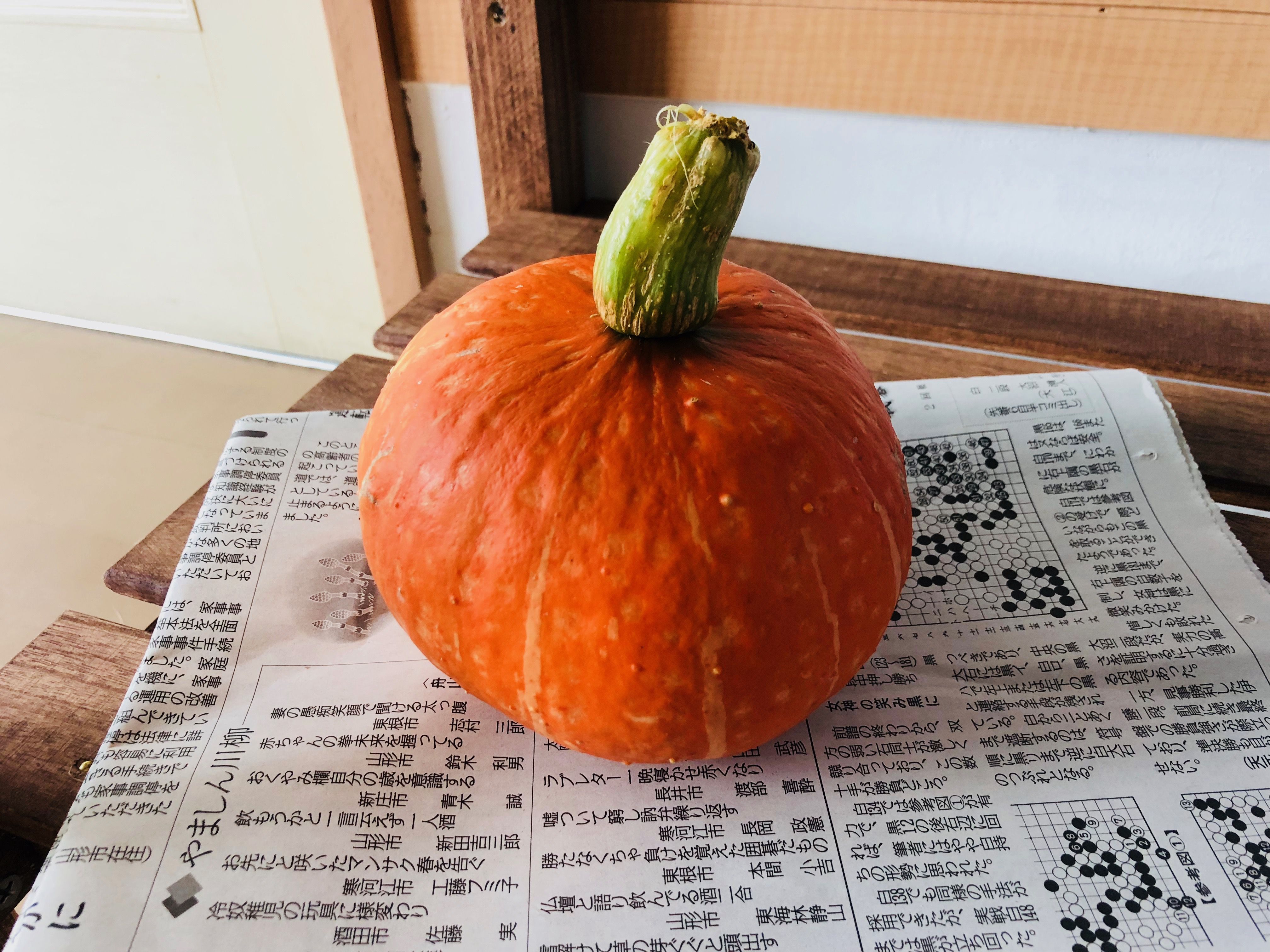 かぼちゃ収穫！