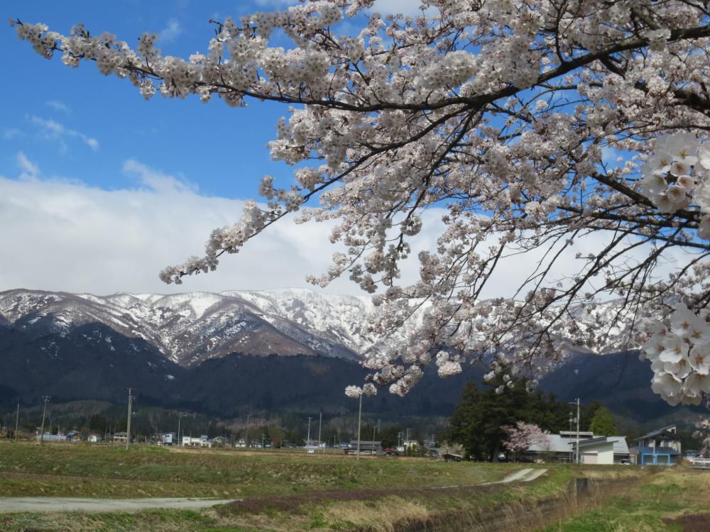 残雪と桜の花