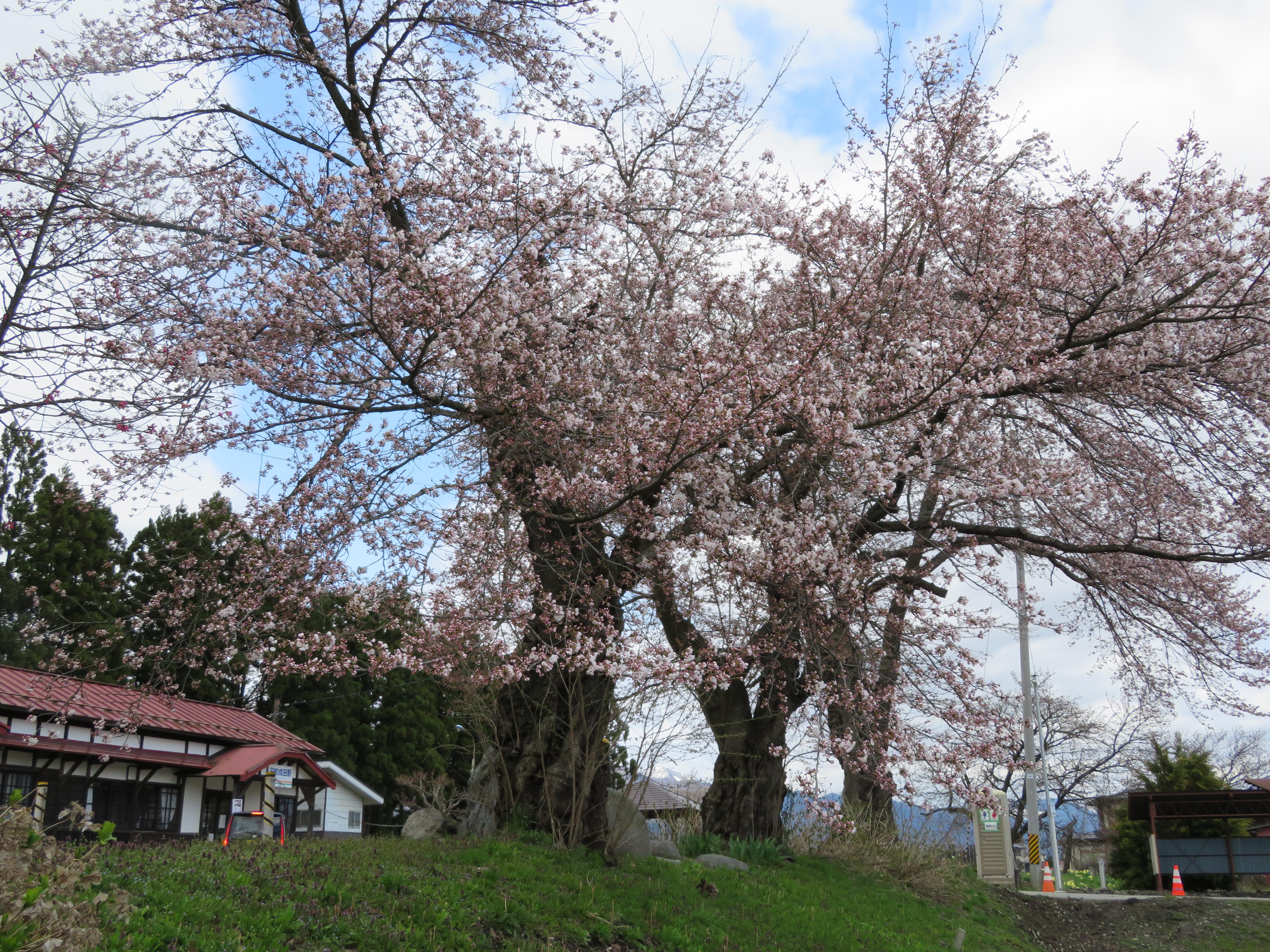成田駅前の桜の開花状況