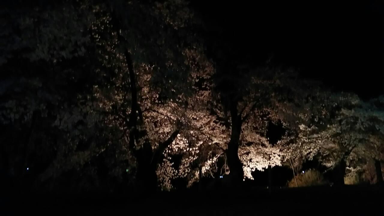 停車場ノート　　夜桜見に来ました