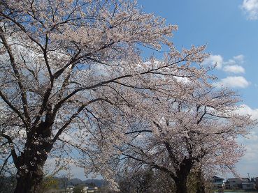成田駅の桜は満開だ！