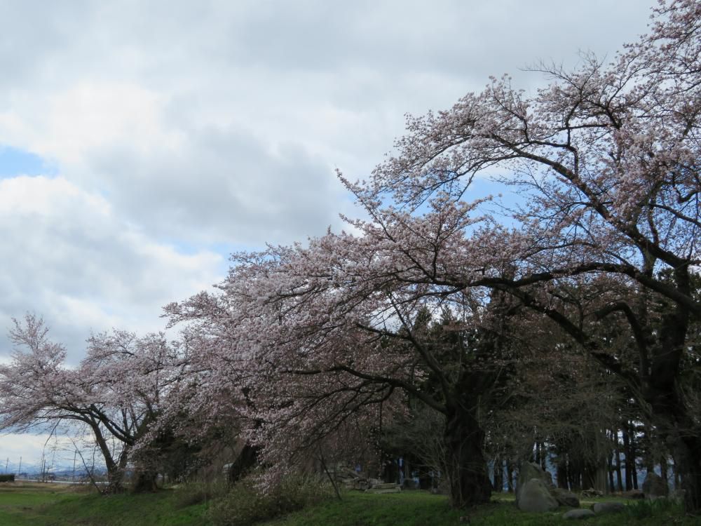 成田駅前の桜の開花状況