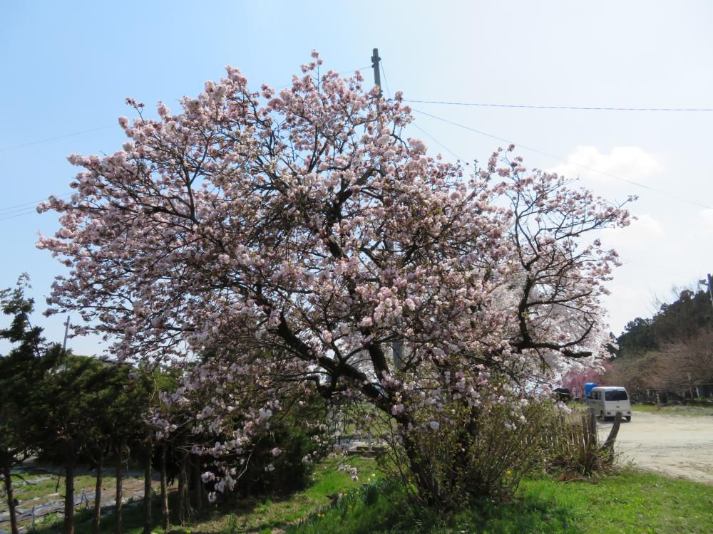 20日13時現在の桜です