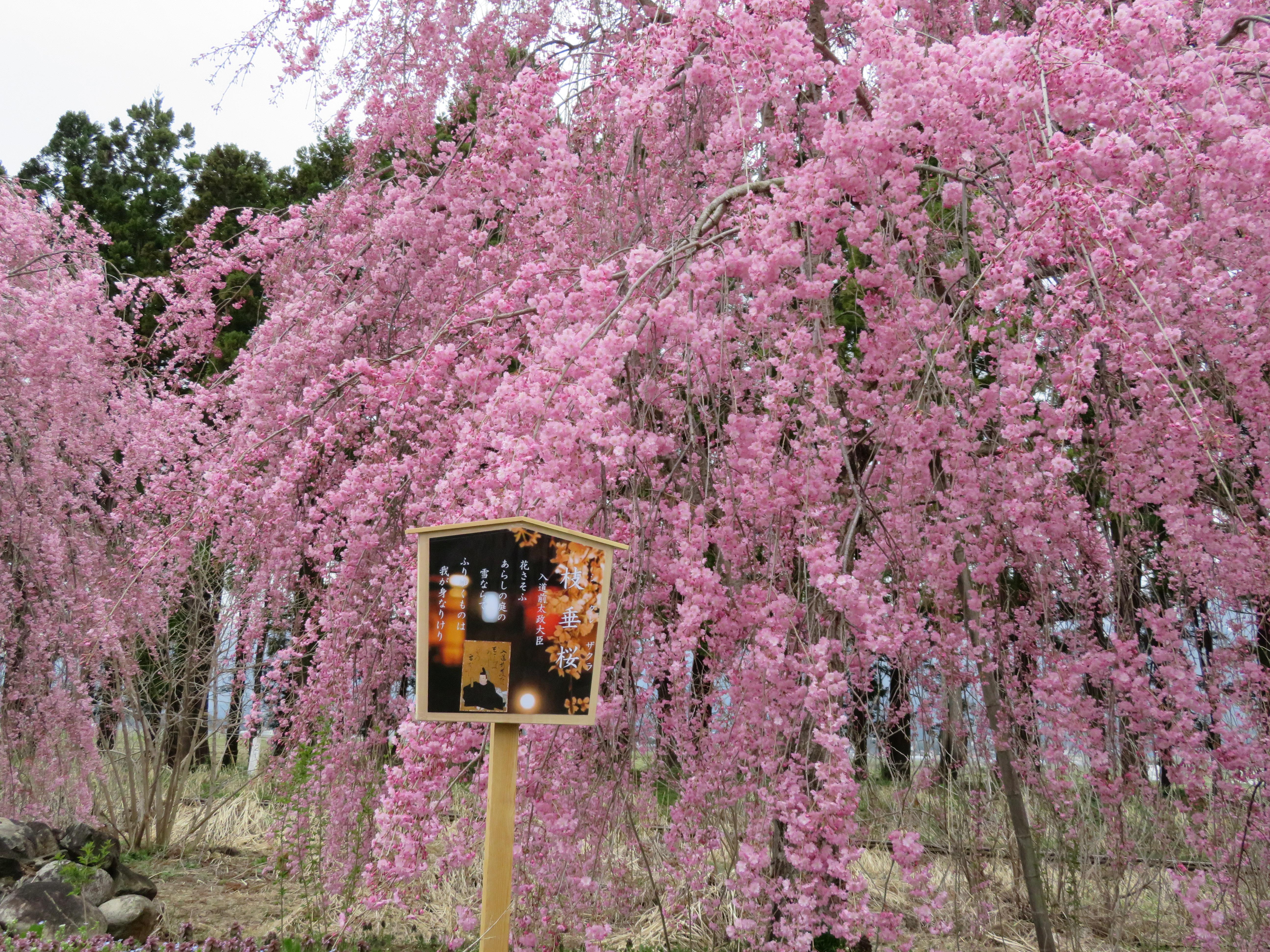 枝垂桜が満開です