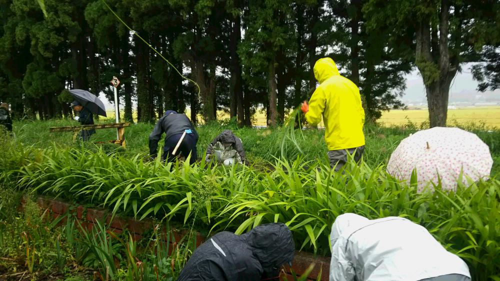 雨の中の除草作業
