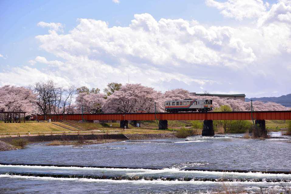 長井線リポート（14） 野川堤防の桜