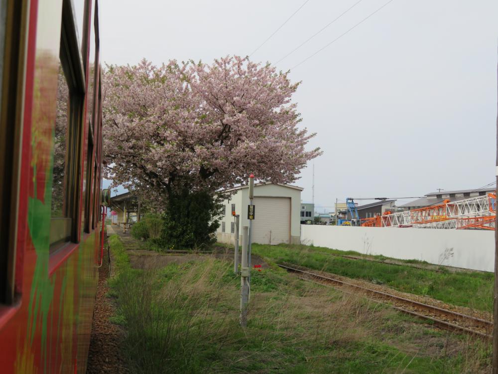 長井線リポート（15） ハートの桜