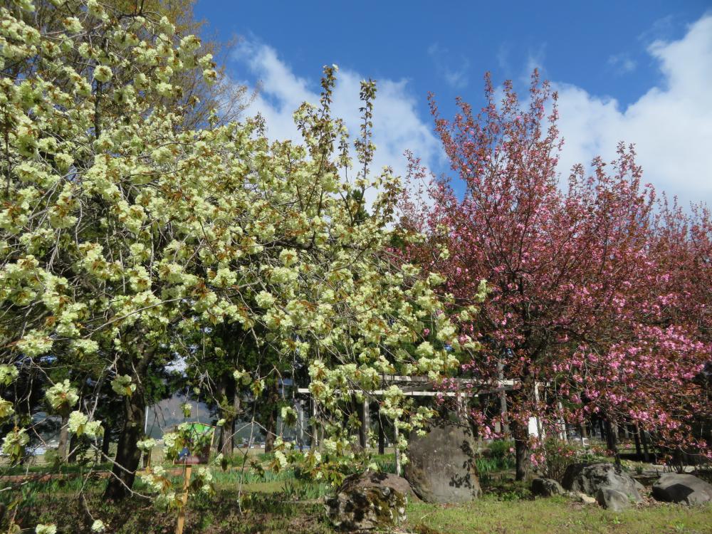 鬱金桜と関山が見頃です　