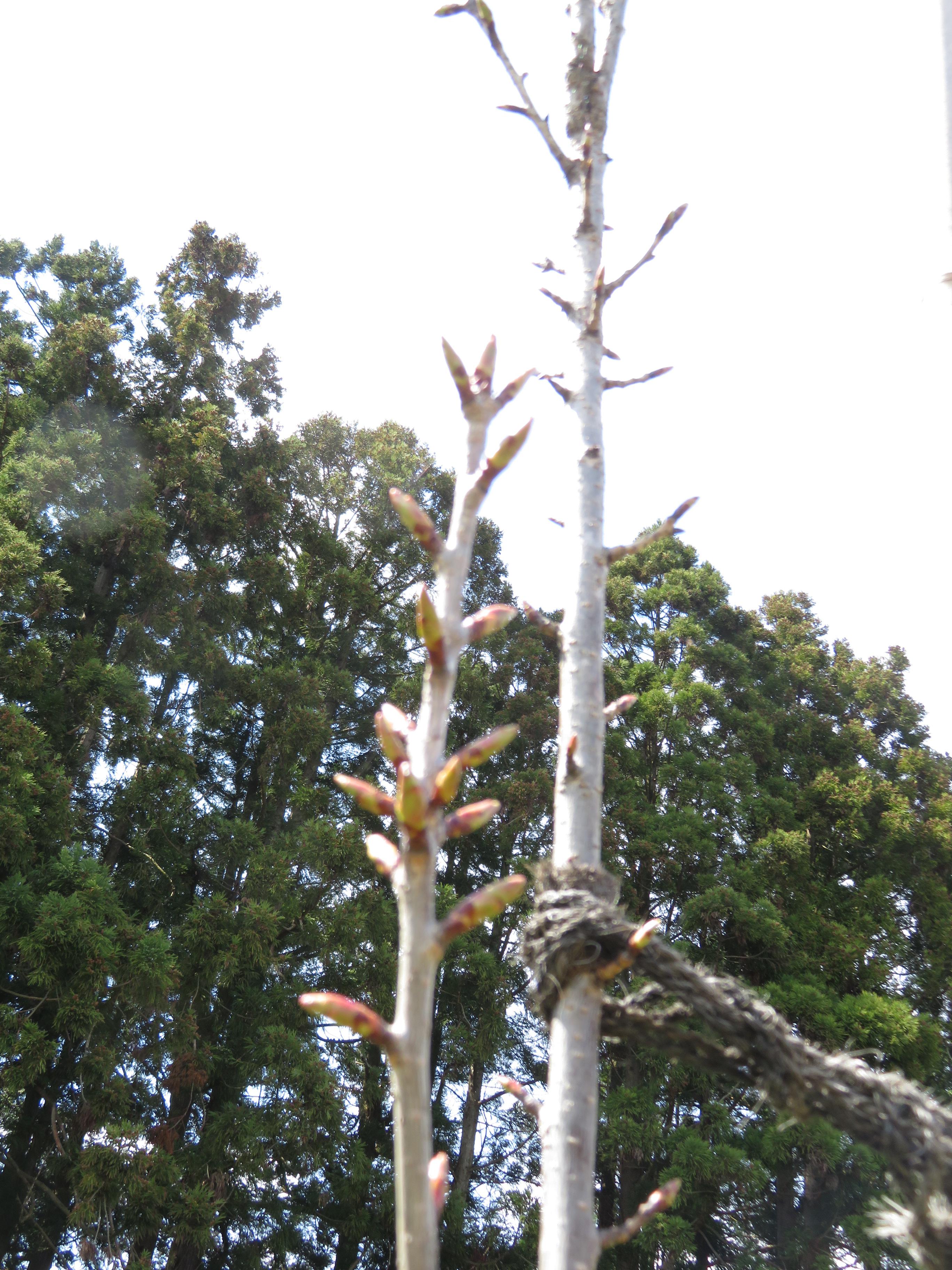 成田駅桜情報（4）　記念樹が咲きました